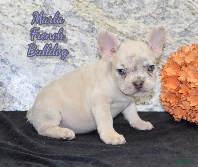 French Bulldog dogs Marla - Ad 9
