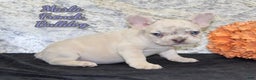 French Bulldog dogs for sale: Marla - Ad 1