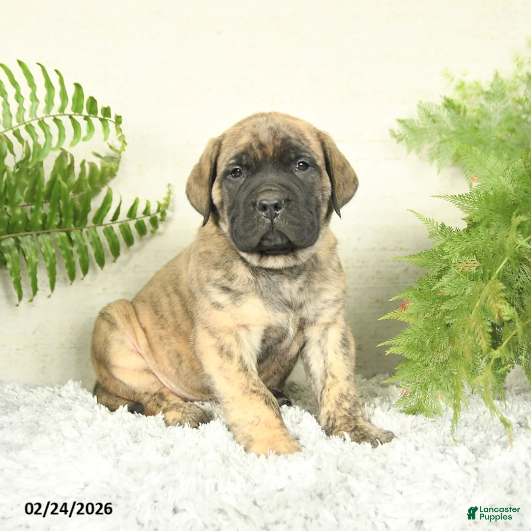 English Mastiff dogs for sale: Archer - Ad 2