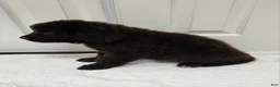 Newfoundland dogs for sale: AKC Brooke - Ad 3