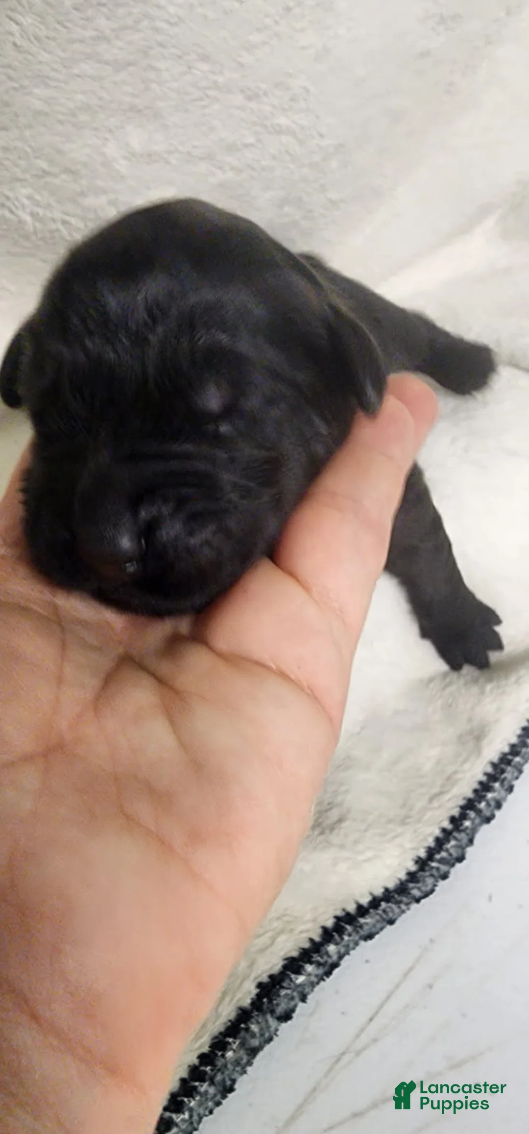 Newfoundland dogs for sale: Pink - Ad 1