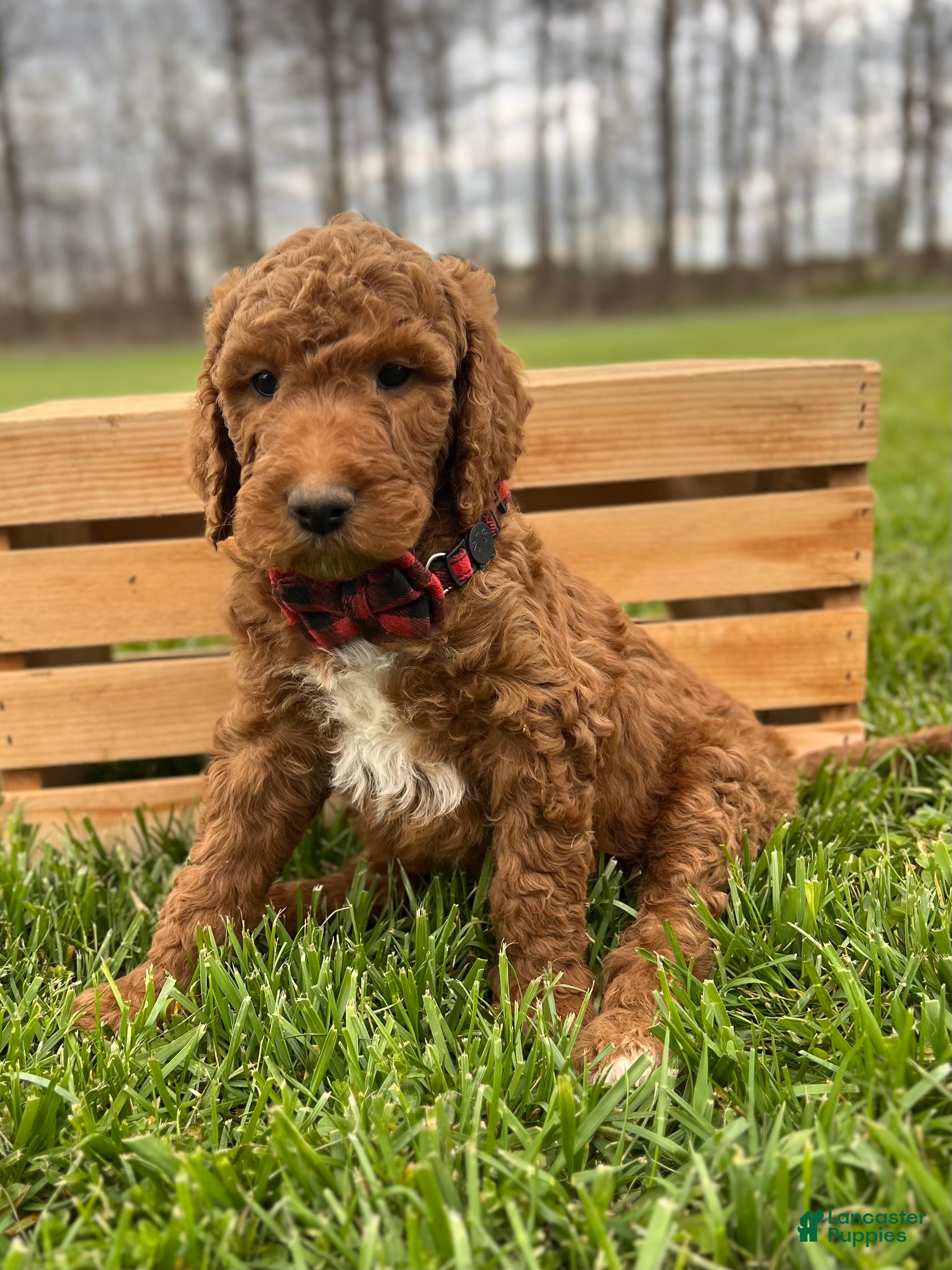 Irish Doodle dogs Winston - Ad 1