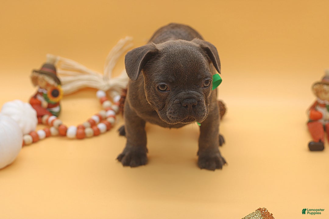 French Bulldog dogs for sale: French Bulldog Puppy 7 - Ad 12