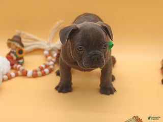 French Bulldog dogs - Ad 42