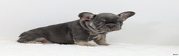 French Bulldog dogs for sale: Eaton - Ad 8