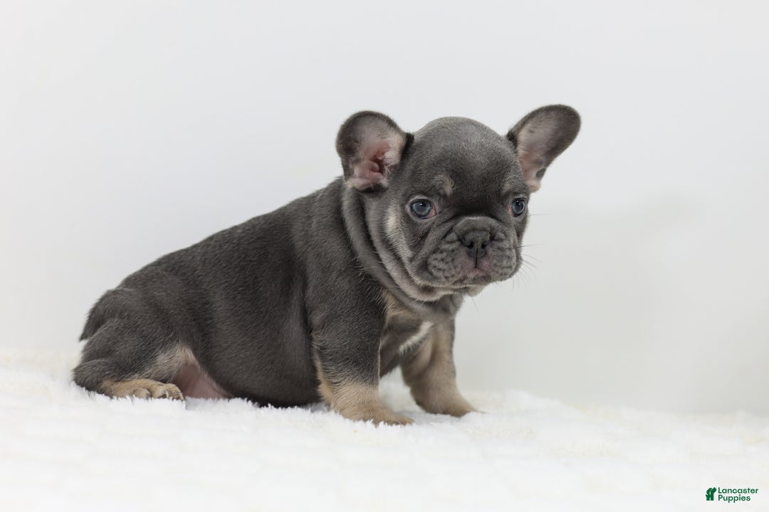 French Bulldog dogs for sale: Eaton - Ad 8