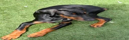 Doberman Pinscher dogs for sale: Draco - Ad 3