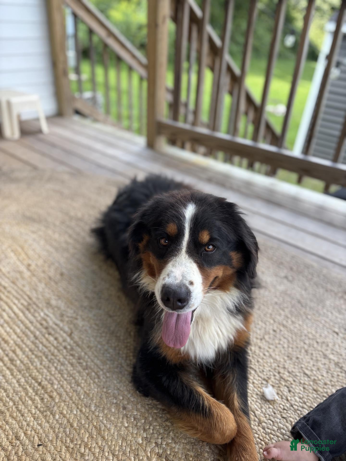 Bernese Mountain Dog dogs Penelope - Ad 2