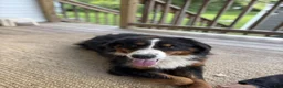 Bernese Mountain Dog dogs for sale: Duke - Ad 2