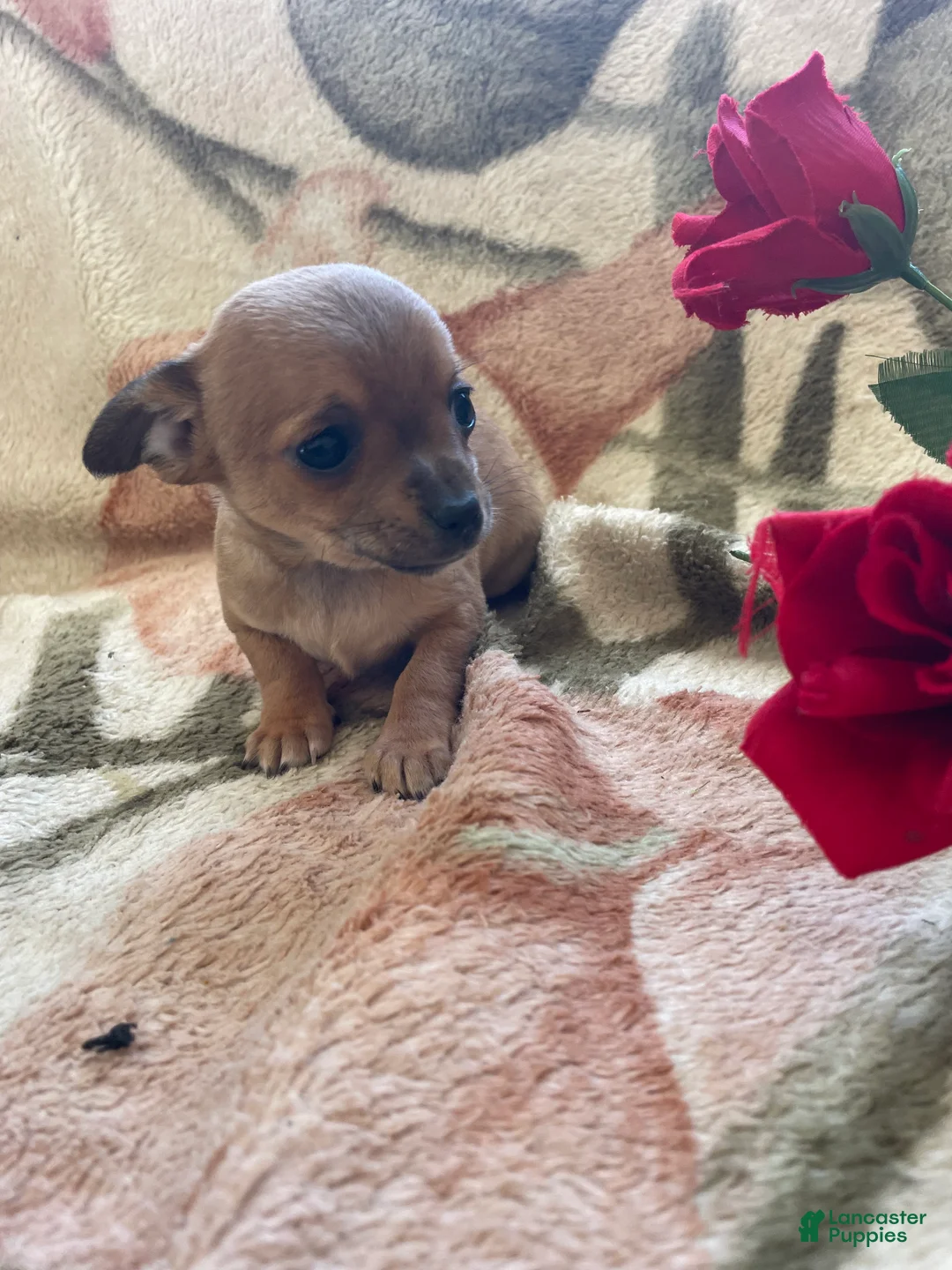 Chihuahua dogs for sale: Bean - Ad 1