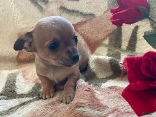 Chihuahua dogs Bean - Ad 40