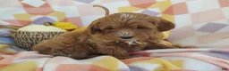 Mixed Breed dogs for sale: Sugar  - Ad 4