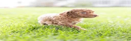 Toy Poodle dogs for sale: Olive - Ad 5