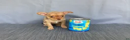 Chihuahua dogs for sale: Ruby - Ad 12