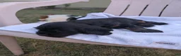 Cocker Spaniel dogs for sale: Cocker Spaniel 3 - Ad 5