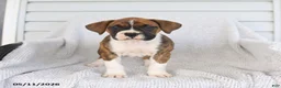 Boxer dogs for sale: Rose  - Ad 3