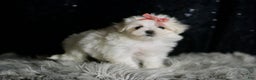 Maltese dogs for sale: Snow White - Ad 6