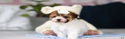 Toy Poodle dogs for sale: Analee - Ad 3