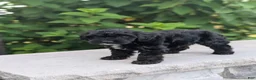 Yorkiepoo dogs for sale: Ava - Ad 5