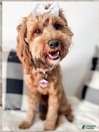 Mini Goldendoodle dogs Little Miss Giggles - Ad 2