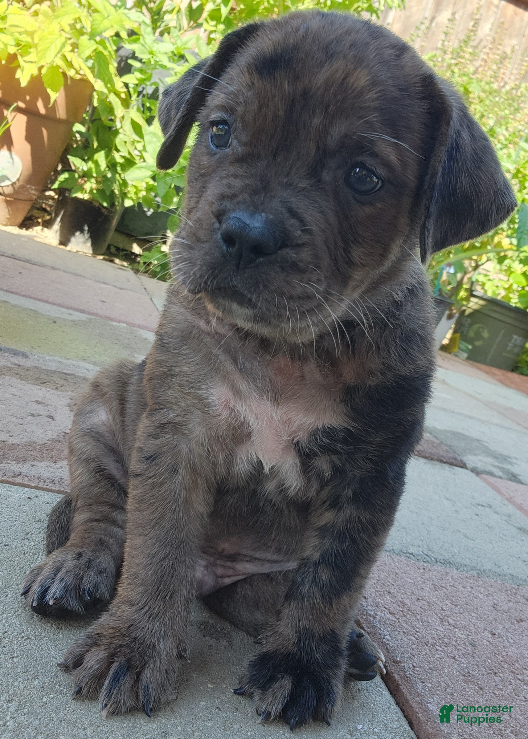 Mixed Breed dogs Mixed Breed 3 - Ad 17