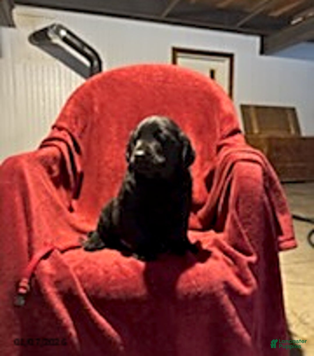 Goldador dogs for sale: Andy - Ad 2