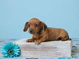 Miniature Dachshund dogs for sale: Cooper - Ad 1