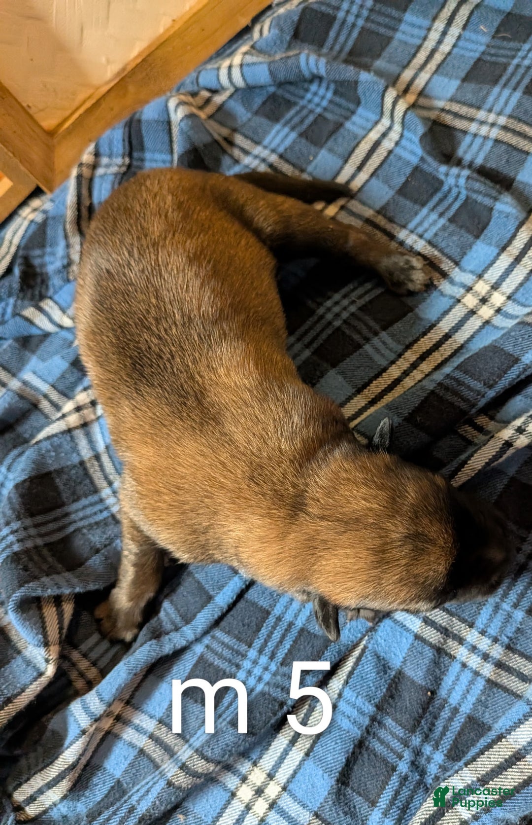 Belgian Malinois dogs for sale: Belgian Malinois Puppy 5 - Ad 2