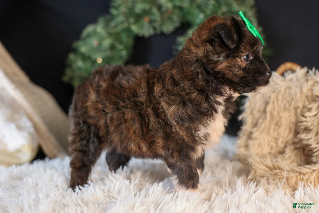 Mini Aussiedoodle dogs for sale: Gary - Ad 8