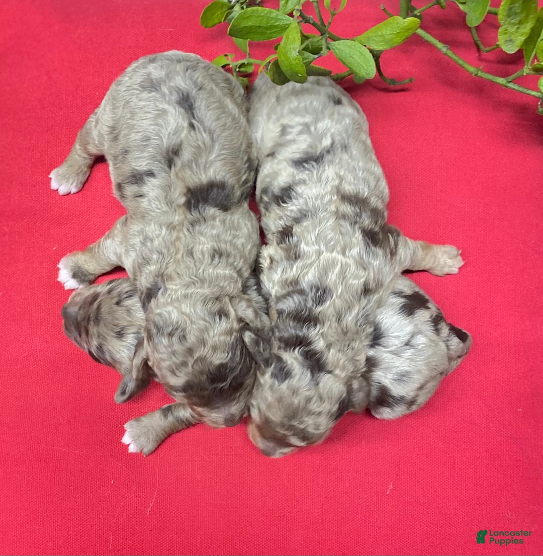 Cockapoo dogs for sale: Cockapoo Puppy 6 - Ad 2
