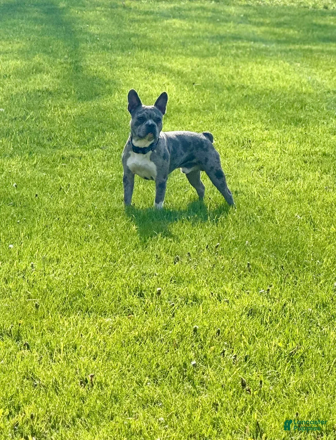 Gallery Image {{count}}