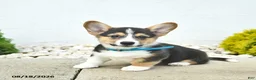Welsh Corgi Pembroke dogs for sale: Bowe  - Ad 5