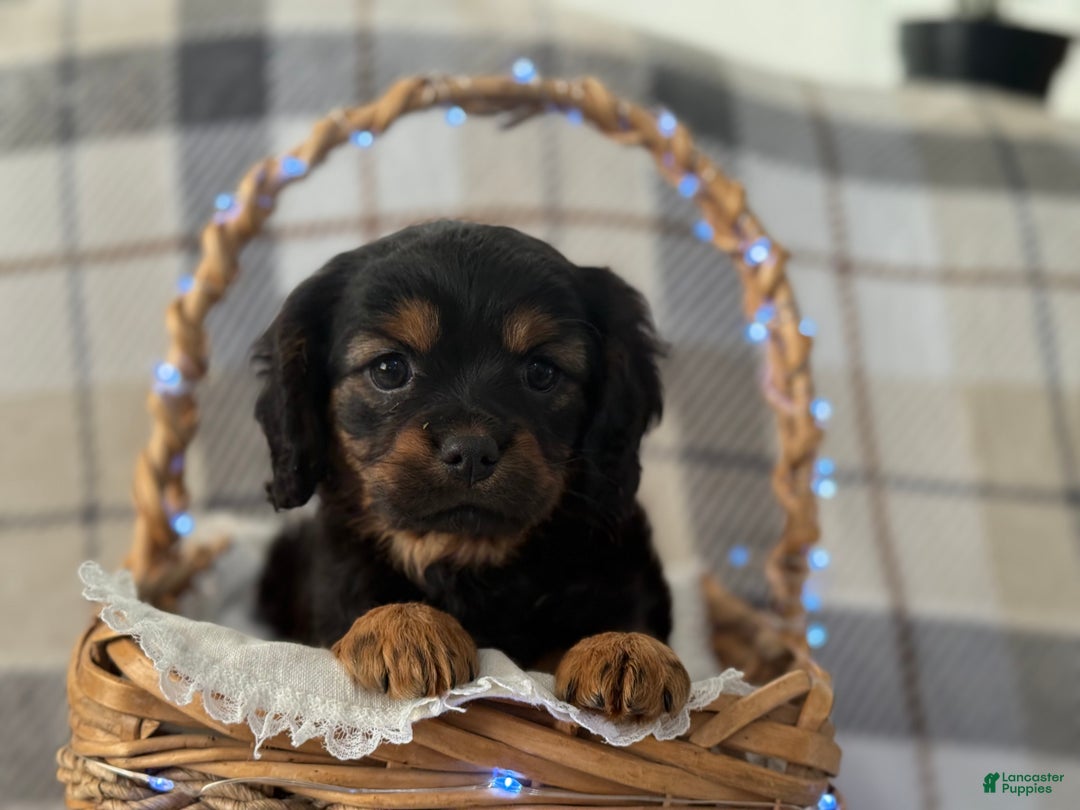 Mixed Breed dogs for sale: Saraya - Ad 2