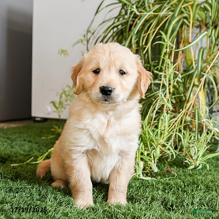 Golden Retriever dogs Mochi - Ad 42