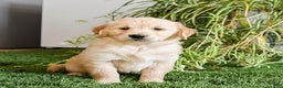 Golden Retriever dogs for sale: Mochi - Ad 1