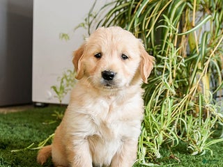 Golden Retriever dogs Mochi - Ad 42