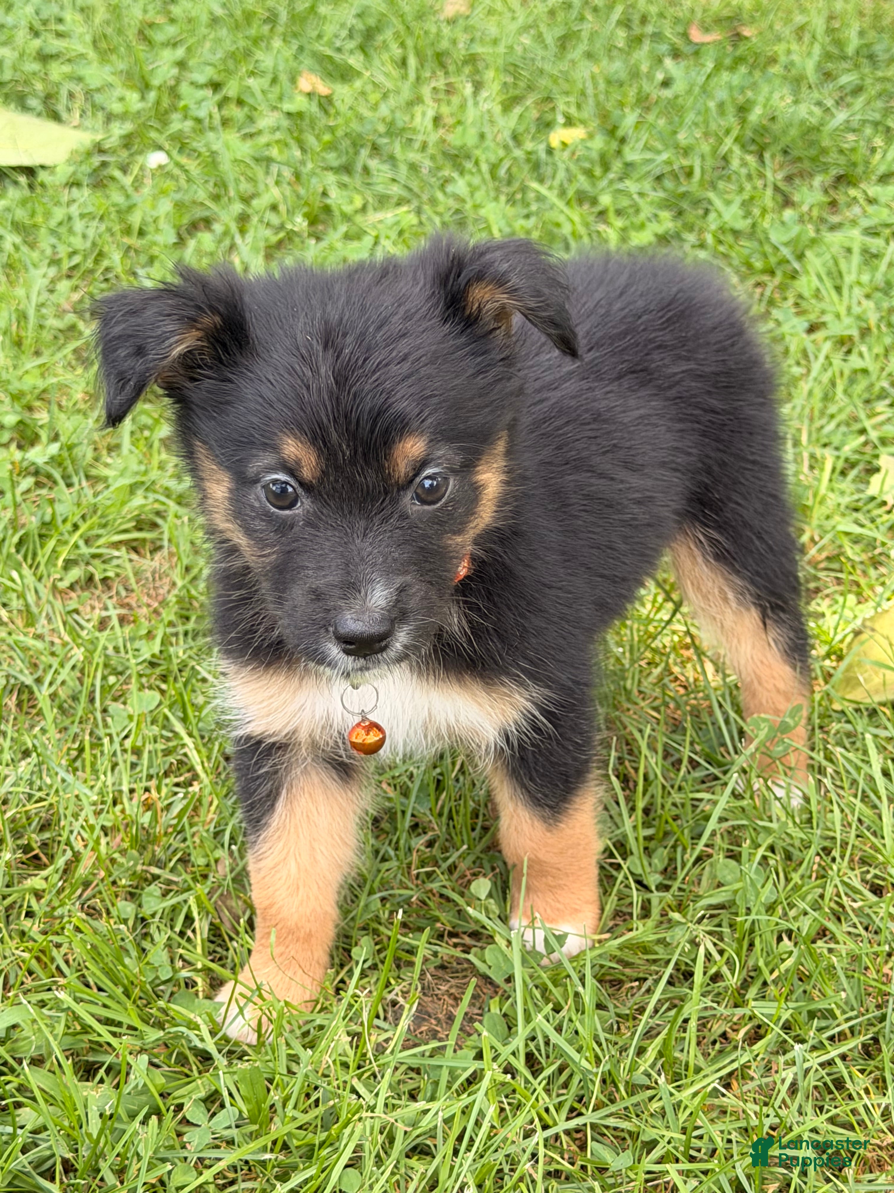 Australian Shepherd dogs Orange - Ad 9