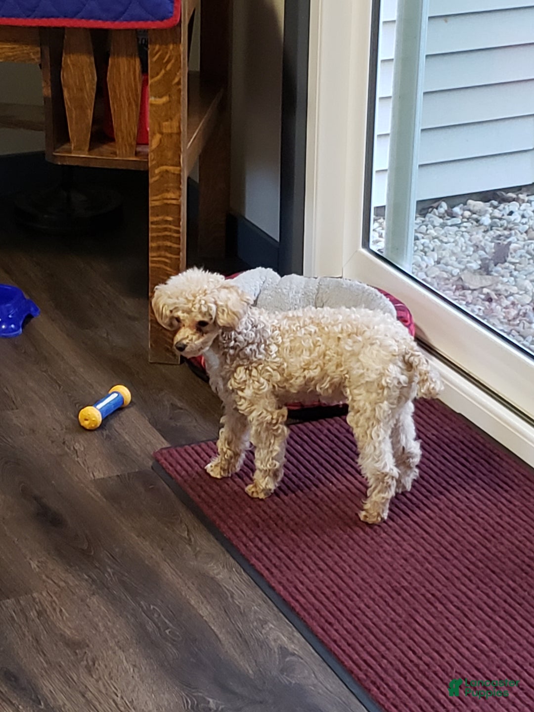Toy Poodle dogs for sale: Grant - Ad 7
