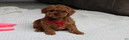 Toy Poodle dogs for sale: Tony - Ad 1