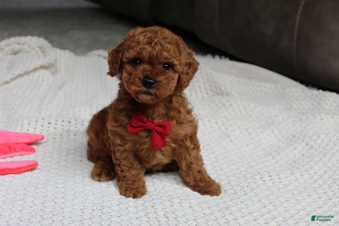 Toy Poodle dogs for sale: Tony - Ad 1