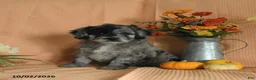 Mini Aussiedoodle dogs for sale: Louie - Ad 3