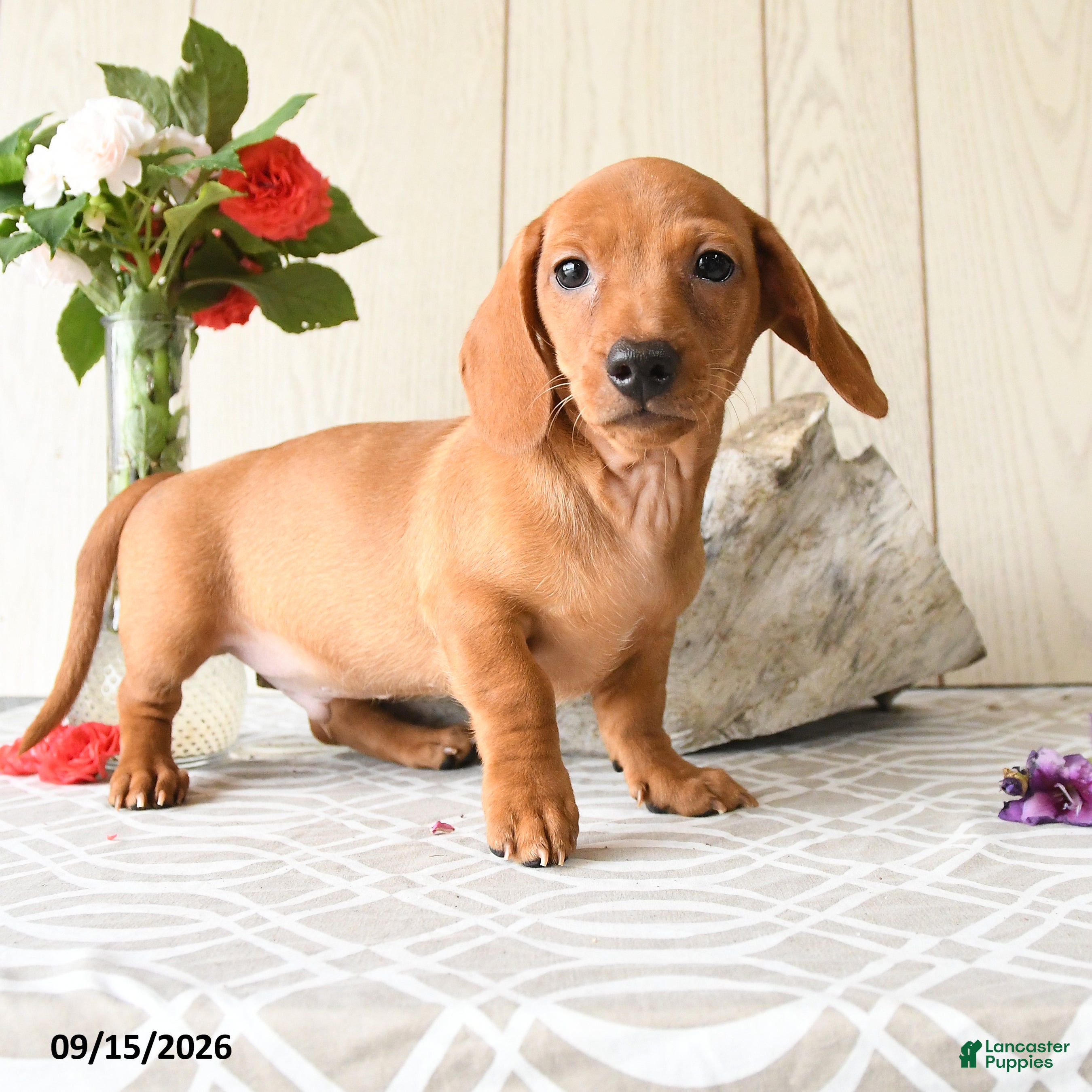 Miniature Dachshund dogs Tyler - Ad 2