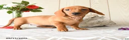 Miniature Dachshund dogs for sale: Tyler - Ad 2