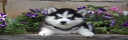 Siberian Husky dogs for sale: Ember - Ad 1