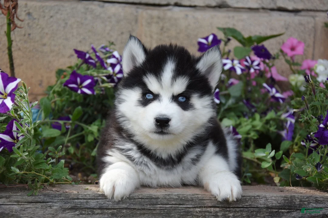 Siberian Husky dogs for sale: Ember - Ad 1