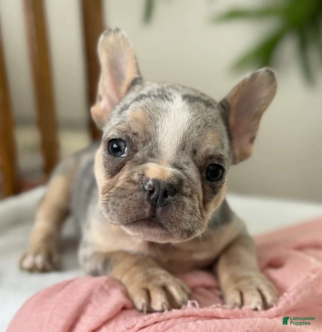 French Bulldog dogs for sale: Willow - Ad 6