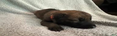 Belgian Malinois 4