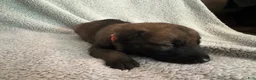 Belgian Malinois dogs for sale: Belgian Malinois 4 - Ad 1