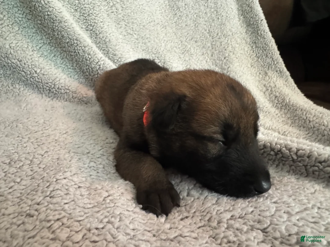Belgian Malinois dogs for sale: Belgian Malinois 4 - Ad 1