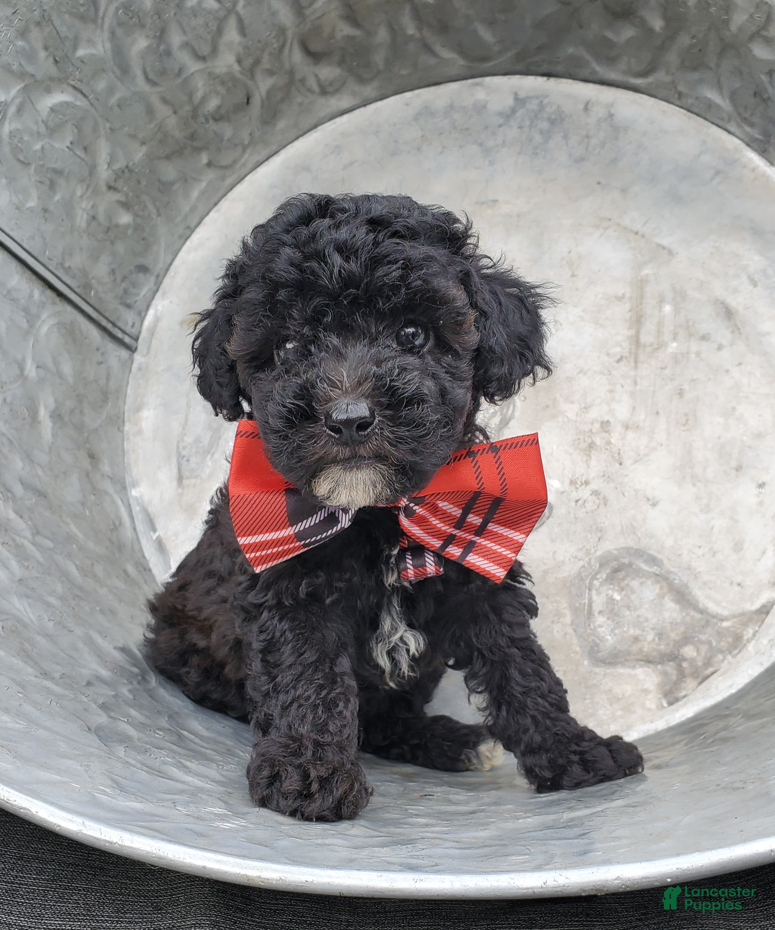 Toy Poodle dogs Ben - Ad 1